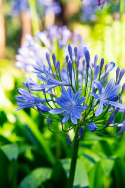 Mavi çiçekler. Bahçedeki mavi çiçeklerin fotoğrafı. 
