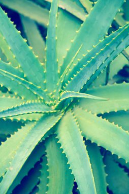 Okaliptüs yakın plan fotoğraf. Okaliptüs yaprakları