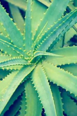 Okaliptüs yaprakları. Okaliptüs yakın plan fotoğraf