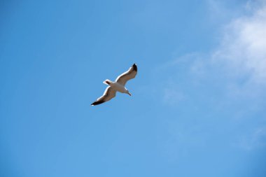 Martı uçuyor. Martının fotoğrafı.