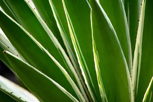 Imagen Hojas Verdes Arbusto Hoja Verde —  Fotos de Stock