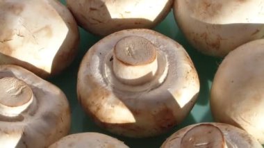 Mantarlar güneş ışığında bir tabakta dönerler.