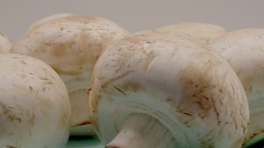 Dönüşümlü mantarlar. Kapat..