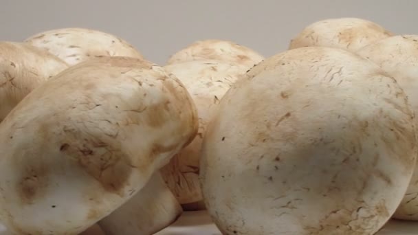 Les Champignons Champignon Rotation Gros Plan — Video