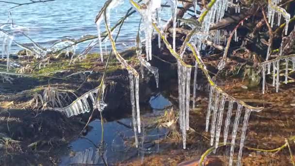 Olas Bajo Ramas Heladas Golfo Finlandés Del Mar Báltico Primavera — Vídeo de stock