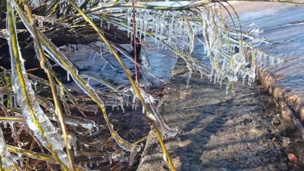 얼음처럼 차가운 나뭇가지 아래에서 핀란드어로 발트해 연안이다 — 비디오