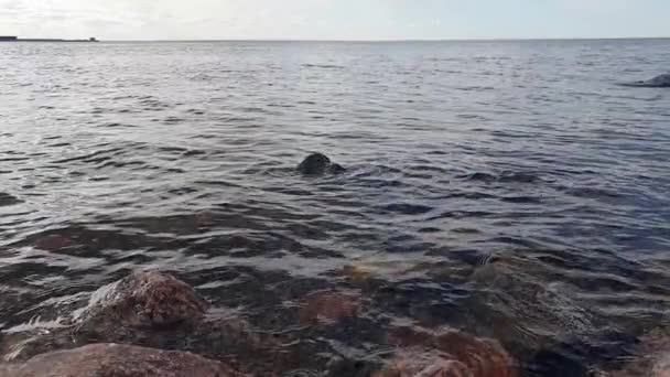 Widok Morze Skały Zatoka Fińska Nad Morzem Bałtyckim Wiosna — Wideo stockowe