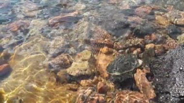 Güzel taşlar ama temiz suyun altında bir taban. Finlandiya 'nın Baltık Denizi körfezi. Bahar.