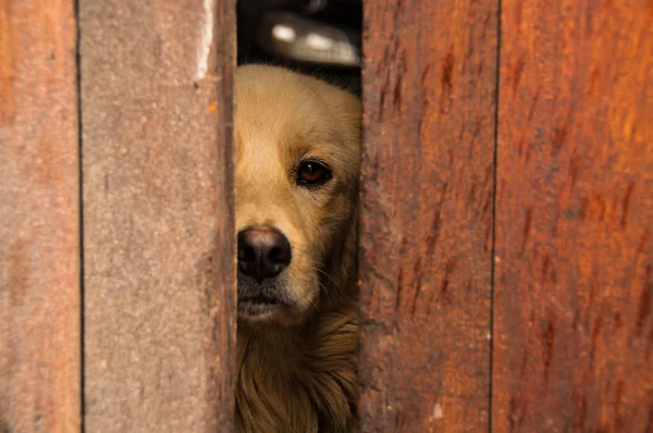 Hund Schaut Durch Die Tür — Stockfoto