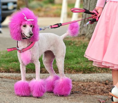 A pink dyed poodle is all dressed up for the 50's sock hop parade theme. clipart