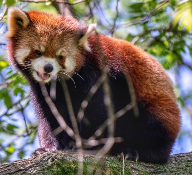 Ağacın içinde dili dışarı çıkmış kırmızı bir panda..