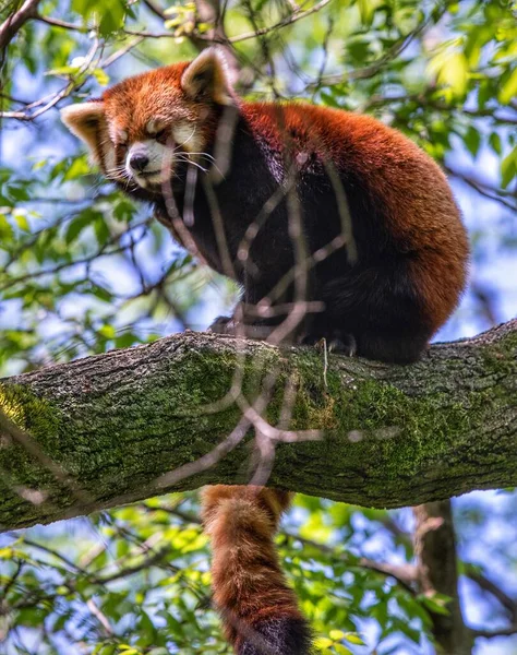 Red Panda in a tree with its tongue sticking out.