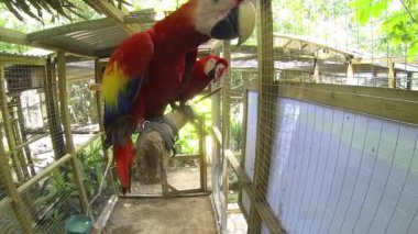 Kurtarma merkezinde papağanlar kafeste..