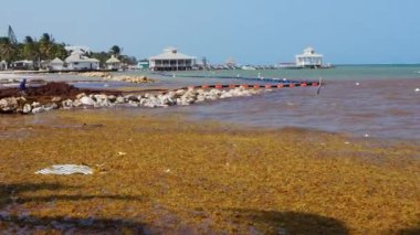 Meksika cennet plajı yosun otuyla harap oldu. İnsanlar kurutmak ve atmak için biriktiriyorlar. Kumsalı temizliyorum..