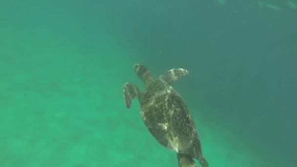 熱帯の海で空気を呼吸する緑のカメの革の背中の表面 — ストック動画