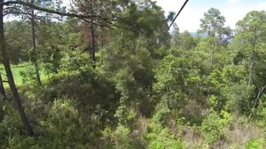Honduras 'ta Copan' da, tepe örtüsü turunda, kablo üzerinde uçmak. Dağlar, vadiler, ağaçlar vs.