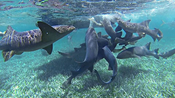 Podvodní Záběr Plavání Zdravotní Sestrou Žraloci Krmení Karibském Moři Oceán — Stock fotografie