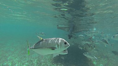 Ton balığını kapat.