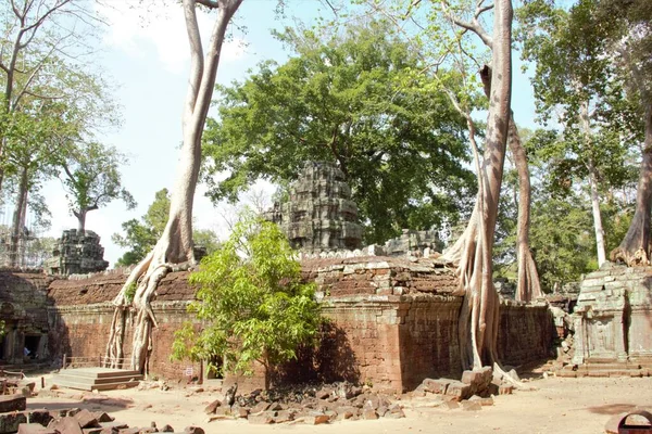 Kambodja Siem Skörda Angkor Wat Tempel Prohm Träd Rötter Grav — Stockfoto