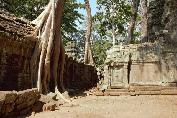 Kambodja Siem Skörda Angkor Wat Tempel Prohm Träd Rötter Grav — Stockfoto