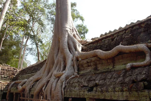 カンボジア Siemアンコールワット寺院タ プロムの木の根の墓のレイダーを収獲 仏教の神社 — ストック写真