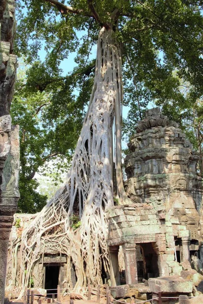 Kambodja Siem Skörda Angkor Wat Tempel Prohm Träd Rötter Grav — Stockfoto