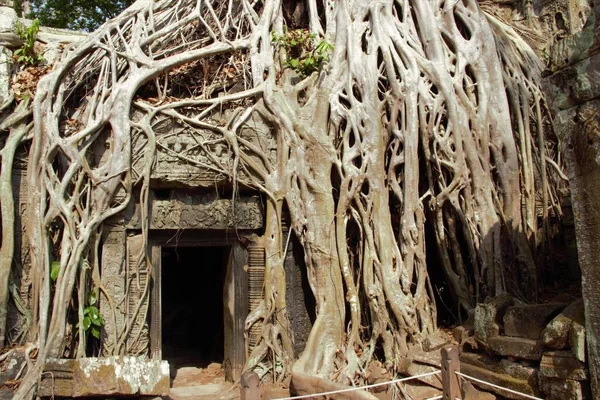 Kambodja Siem Skörda Angkor Wat Tempel Prohm Träd Rötter Grav — Stockfoto