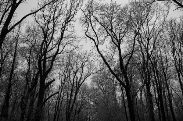 Árvores Escuras Sob Céu Cinza — Fotografia de Stock