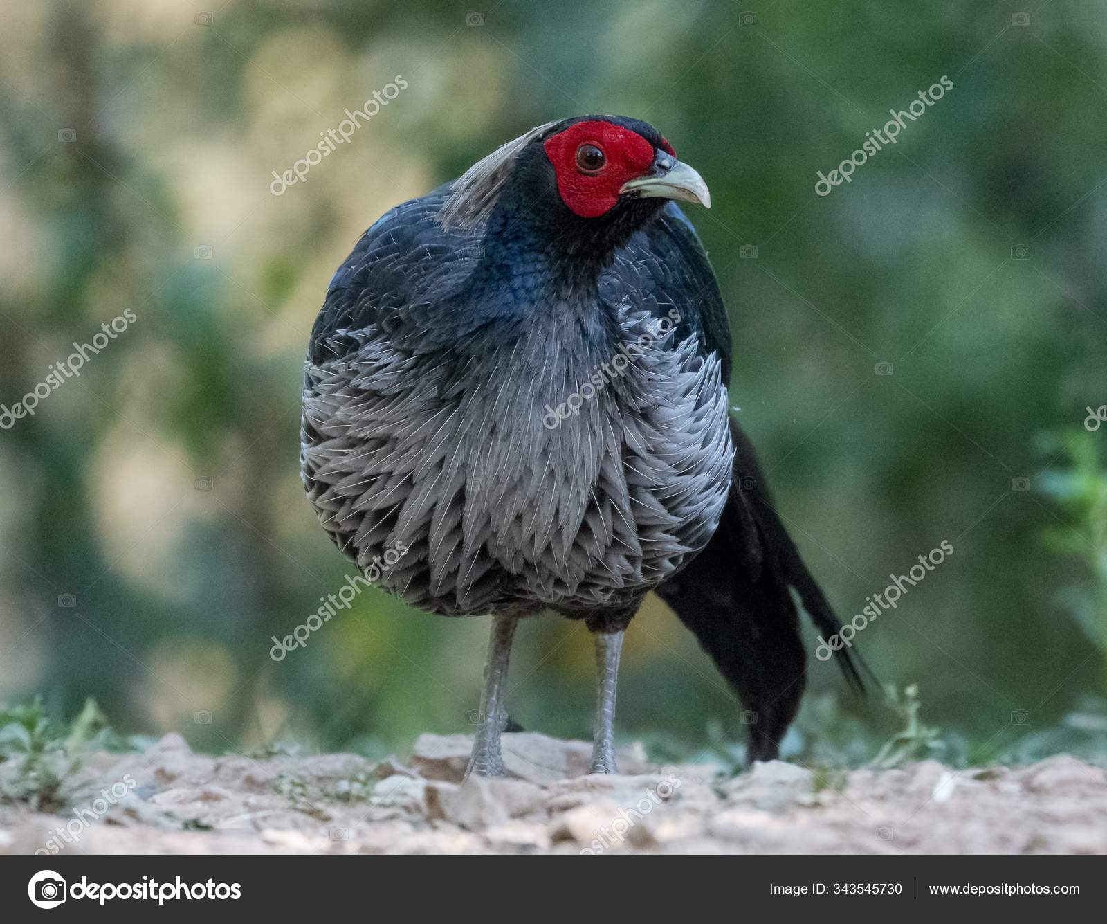 生息地でのリングネックのキジの閉鎖野生の概念 無料のストック写真 C Abhishekmittal 生息地でのリングネックのキジの閉鎖野生の概念 無料のストック写真 C Abhishekmittal