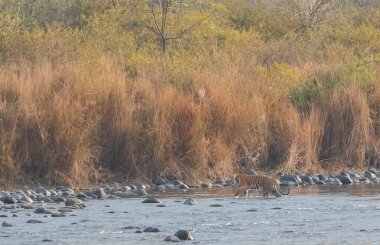 Dhikala Bölgesi, Nainital, Pauri Garhwal Uttarakhand, Hindistan 'daki Ram Ganga Nehri yakınlarındaki Jim Corbett Milli Parkı' nda Royal Walk of Bengal Tigress.