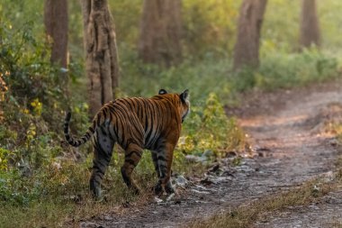 Dhikala Bölgesi, Nainital, Pauri Garhwal Uttarakhand, Hindistan 'daki Ram Ganga Nehri yakınlarındaki Jim Corbett Milli Parkı' nda Royal Walk of Bengal Tigress.
