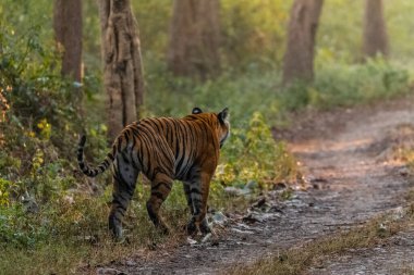 Royal walk of Royal Bengal Tigress at Jim Corbett National Park near Ram Ganga River at Dhikala Zone, Nainital, Pauri Garhwal Uttarakhand, India clipart