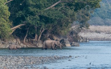 Dhikala Bölgesi, Nainital, Pauri Garhwal Uttarakhand, Hindistan 'daki Jim Corbett Ulusal Parkı' nda Ram Ganga Nehri 'ni geçen yavru bir Asya fili.