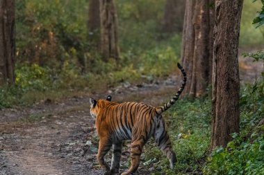 Dhikala Bölgesi, Nainital, Pauri Garhwal Uttarakhand, Hindistan 'daki Jim Corbett Ulusal Parkı ormanında yürüyen Kraliyet Bengal Kaplanı.