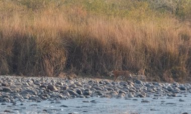 Dhikala Bölgesi, Nainital, Pauri Garhwal Uttarakhand, Hindistan 'daki Ram Ganga Nehri yakınlarındaki Jim Corbett Milli Parkı' nda Royal Walk of Bengal Tigress.