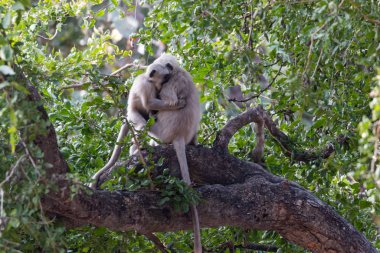 Hanuman Langur maymunları Jim Corbett Ulusal Parkı, Nainital, Pauri Garhwal Uttarakhand, Hindistan