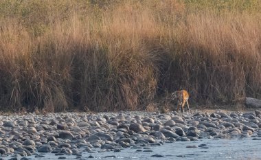 Dhikala Bölgesi, Nainital, Pauri Garhwal Uttarakhand, Hindistan 'daki Ram Ganga Nehri yakınlarındaki Jim Corbett Milli Parkı' nda Royal Walk of Bengal Tigress.