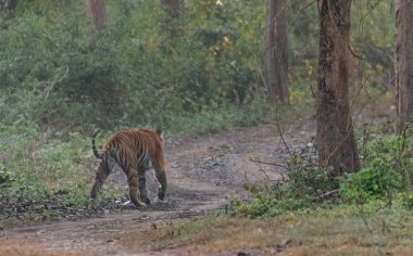 Jim Corbett Ulusal Park Ormanı 'ndaki Bengal kaplanı Dhikala Zone, Nainital, Pauri Garhwal Uttarakhand, Hindistan