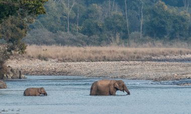 Dhikala Bölgesi, Nainital, Pauri Garhwal Uttarakhand, Hindistan 'daki Jim Corbett Ulusal Parkı' nda Ram Ganga Nehri 'ni geçen yavru bir Asya fili.