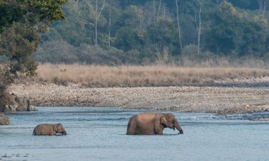 Female Asian elephant with cub crossing Ram Ganga River in Jim Corbett National Park at Dhikala Zone, Nainital, Pauri Garhwal Uttarakhand, India clipart