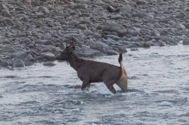 Sambhar Geyiği Jim Corbett Ulusal Parkı 'ndaki Ram Ganga Nehri' ni geçiyor. Dhikala Bölgesi, Nainital, Pauri Garhwal Uttarakhand, Hindistan