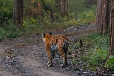 Dhikala Bölgesi, Nainital, Pauri Garhwal Uttarakhand, Hindistan 'daki Jim Corbett Ulusal Parkı ormanında yürüyen Kraliyet Bengal Kaplanı.
