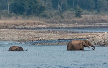 Dhikala Bölgesi, Nainital, Pauri Garhwal Uttarakhand, Hindistan 'daki Jim Corbett Ulusal Parkı' nda Ram Ganga Nehri 'ni geçen yavru bir Asya fili.