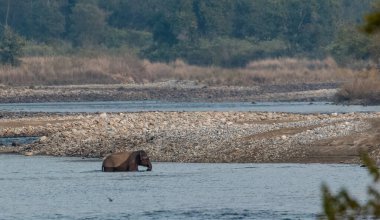 Dhikala Bölgesi, Nainital, Pauri Garhwal Uttarakhand, Hindistan 'daki Jim Corbett Ulusal Parkı' nda Ram Ganga Nehri 'ni geçen Asya fili.