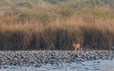Dhikala Bölgesi, Nainital, Pauri Garhwal Uttarakhand, Hindistan 'daki Ram Ganga Nehri yakınlarındaki Jim Corbett Milli Parkı' nda Royal Walk of Bengal Tigress.