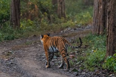 Dhikala Bölgesi, Nainital, Pauri Garhwal Uttarakhand, Hindistan 'daki Jim Corbett Ulusal Parkı ormanında yürüyen Kraliyet Bengal Kaplanı.