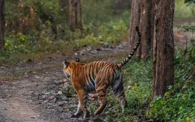 Dhikala Bölgesi, Nainital, Pauri Garhwal Uttarakhand, Hindistan 'daki Jim Corbett Ulusal Parkı ormanında yürüyen Kraliyet Bengal Kaplanı.