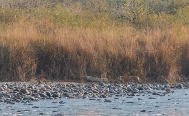 Dhikala Bölgesi, Nainital, Pauri Garhwal Uttarakhand, Hindistan 'daki Ram Ganga Nehri yakınlarındaki Jim Corbett Milli Parkı' nda Royal Walk of Bengal Tigress.