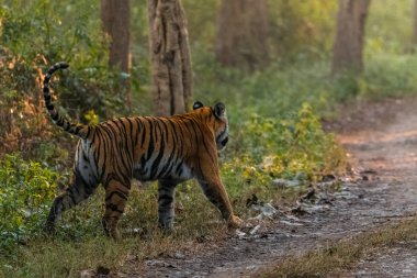 Dhikala Bölgesi, Nainital, Pauri Garhwal Uttarakhand, Hindistan 'daki Jim Corbett Ulusal Parkı ormanında yürüyen Kraliyet Bengal Kaplanı.