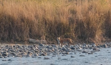 Dhikala Bölgesi, Nainital, Pauri Garhwal Uttarakhand, Hindistan 'daki Ram Ganga Nehri yakınlarındaki Jim Corbett Milli Parkı' nda Royal Walk of Bengal Tigress.
